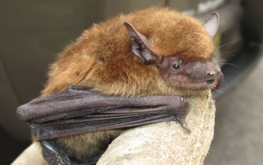 Bat-Removal