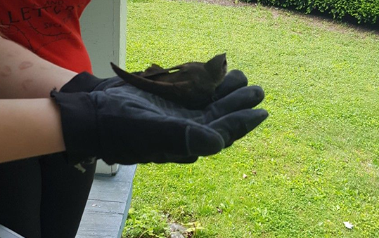 Bird-Removal