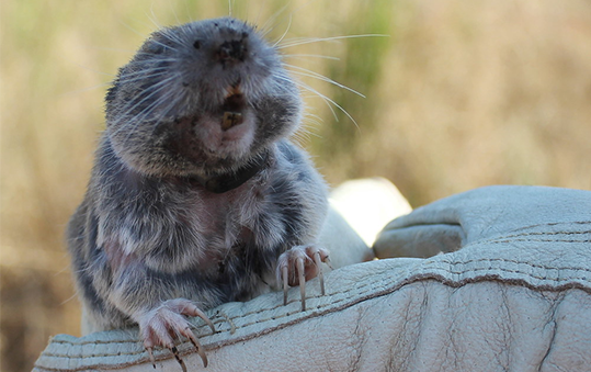 Gopher-Removal
