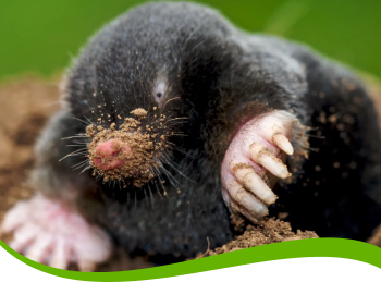 Mole Removal