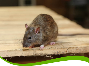 Rodent Removal