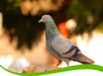 Pigeon Removal