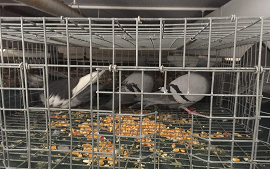 Pigeon-Removal