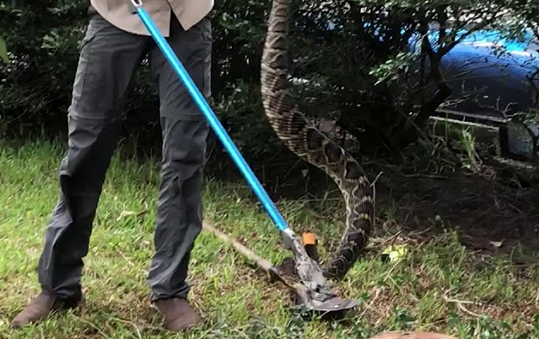Rattlesnake-Removal