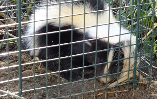 Skunk-Removal