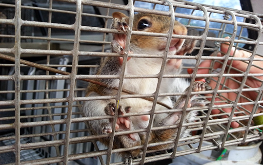 Squirrel-Removal
