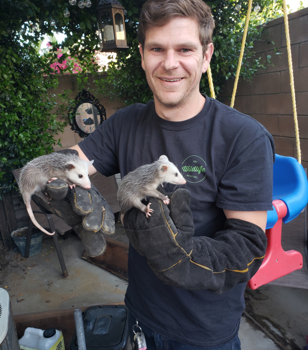 San Fernando Valley Wildlife Removal