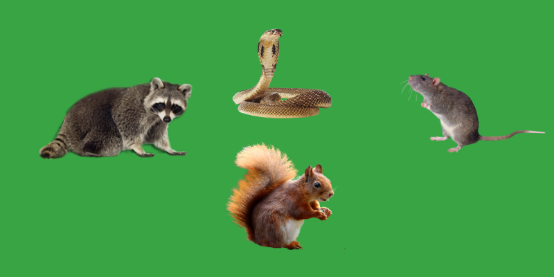 most-common-wildlife