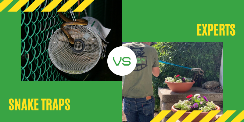 snake-trap-vs-exerts