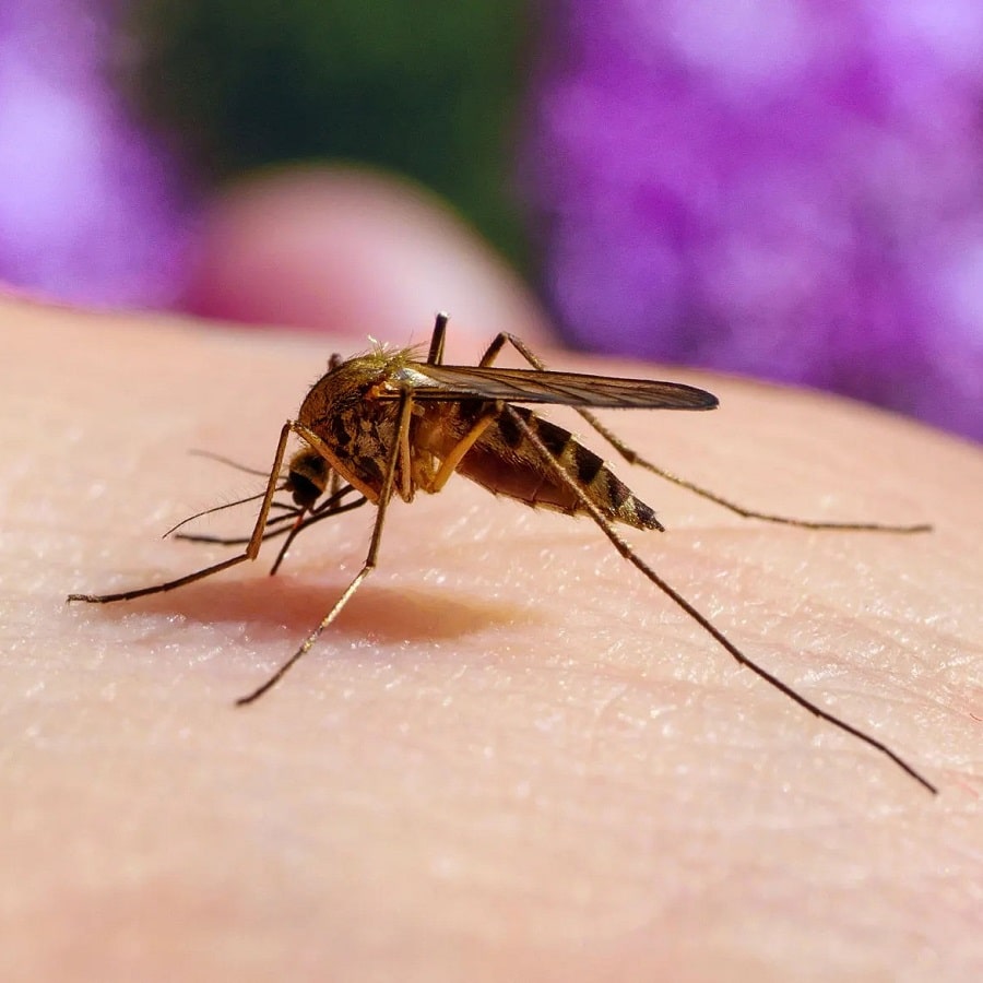 Mosquitoes-min