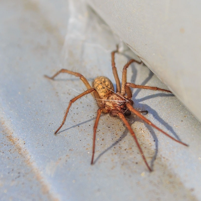 Spiders-min
