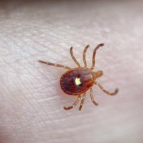 Ticks-min