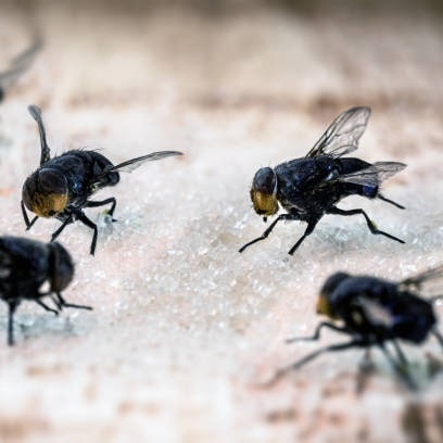 flies-min